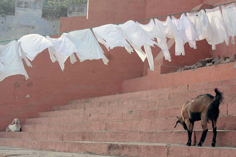Varanassi-goat-washing.jpg