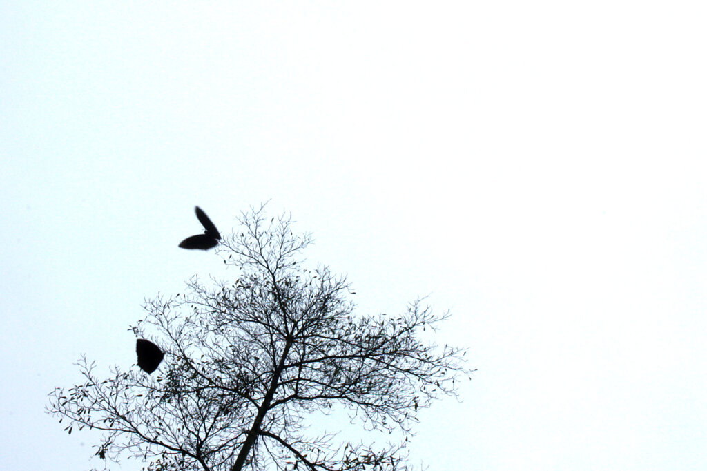 Cambodia-butterfly.jpg