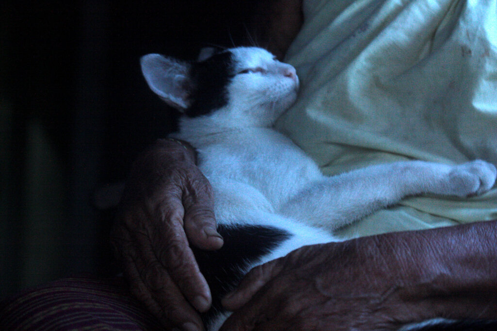 Cambodia-cat.jpg