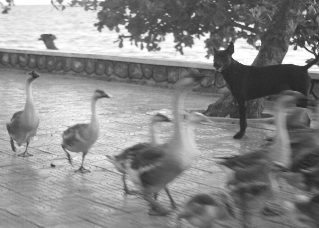 Cambodia-dog.jpg