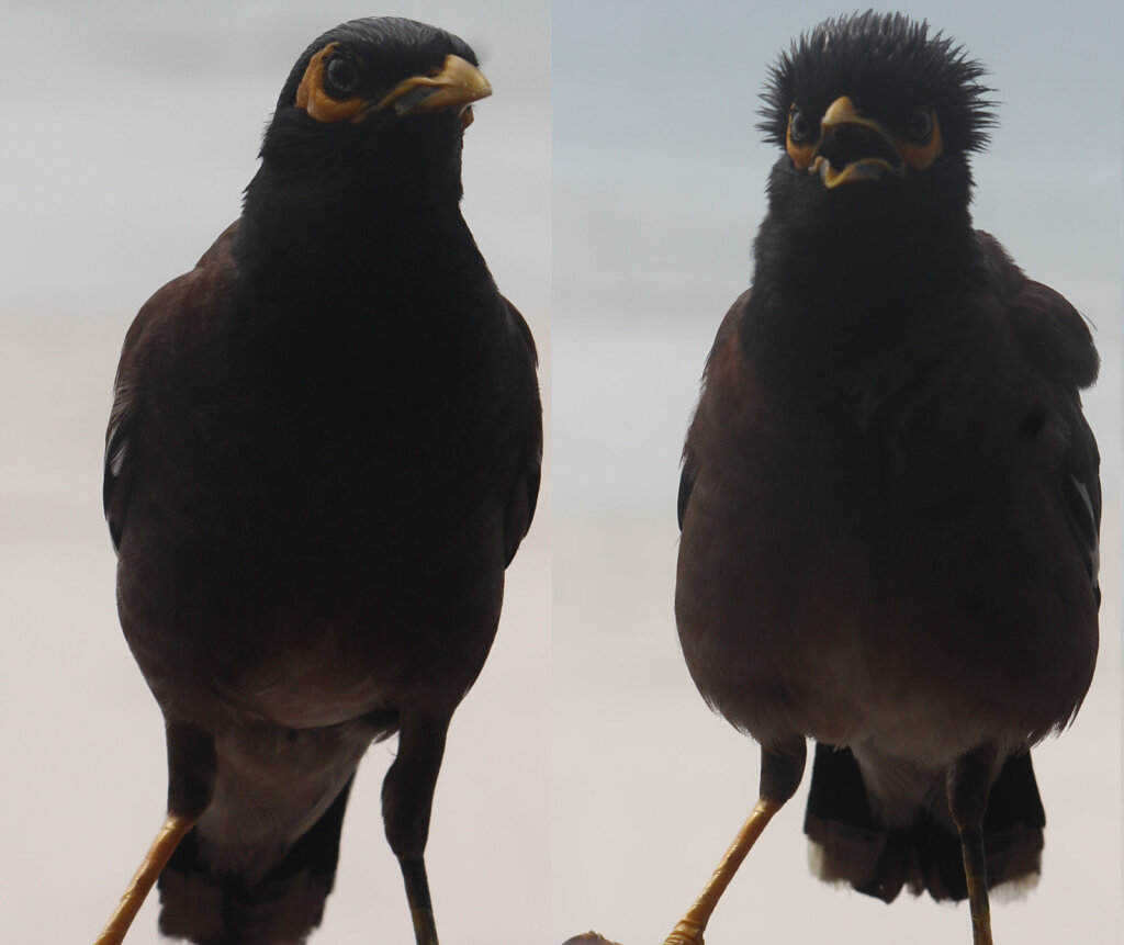 Vietnam-bird.jpg