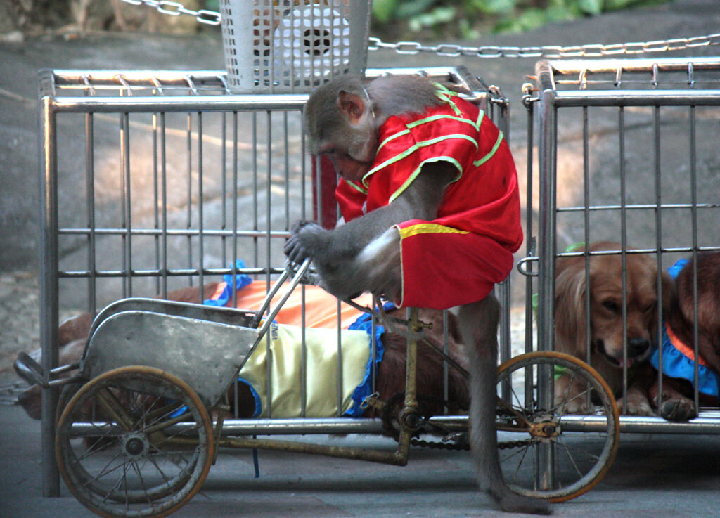 Vietnamese-circus.jpg
